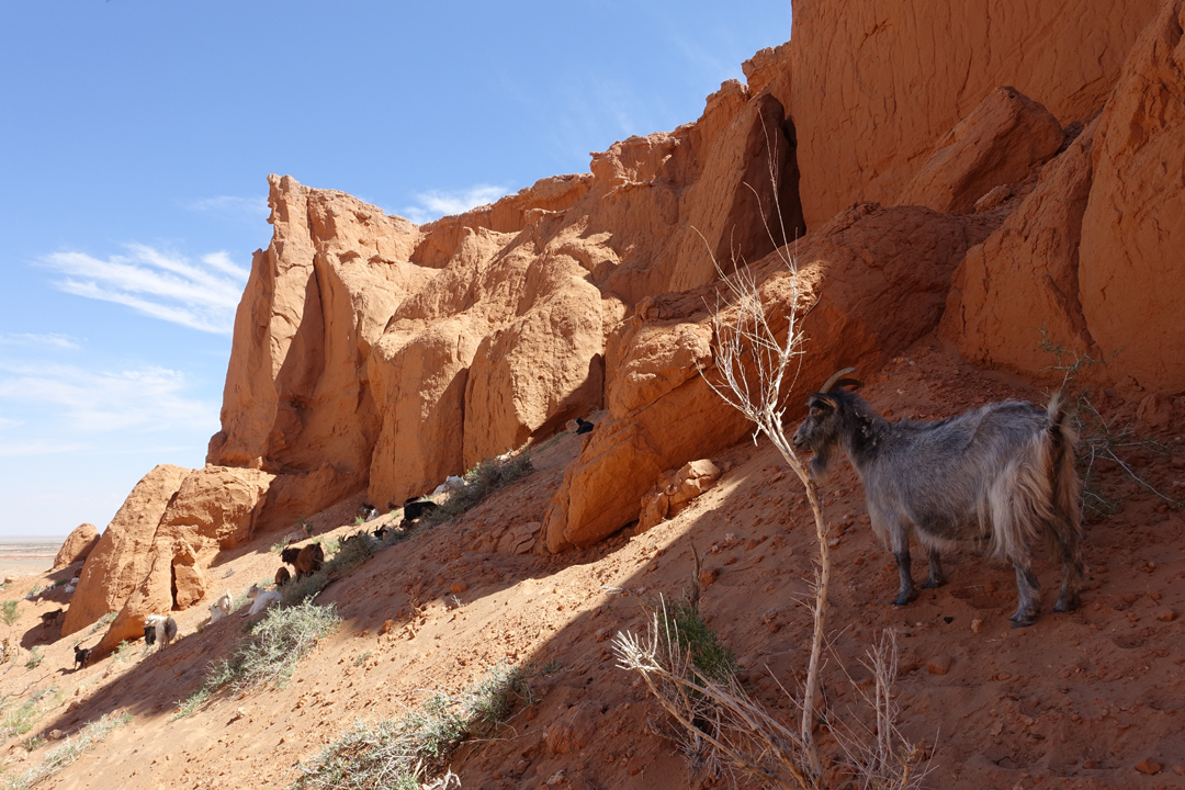 Gobi Desert Tour – Bayanzag (Flaming Cliffs)