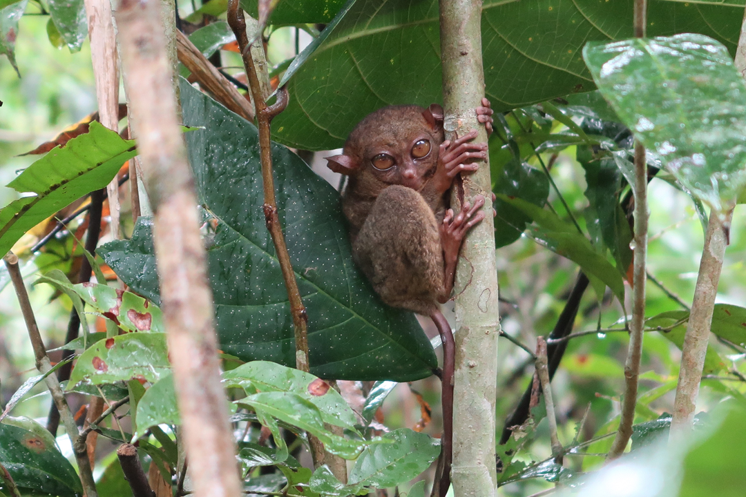 Bohol Bike Trip – From Panglao to Anda via the Tarsiers and the Chocolate Hills