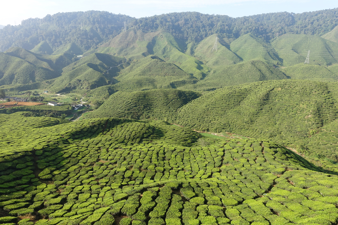 Malaysia Bike Trip – Cameron Highlands