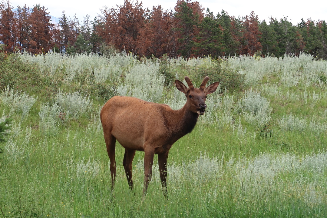 In Jasper